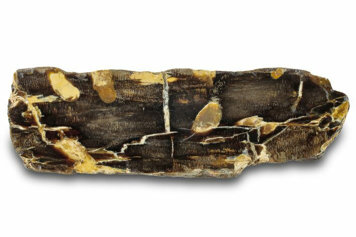 Petrified Peanut Wood Section - Australia #260774